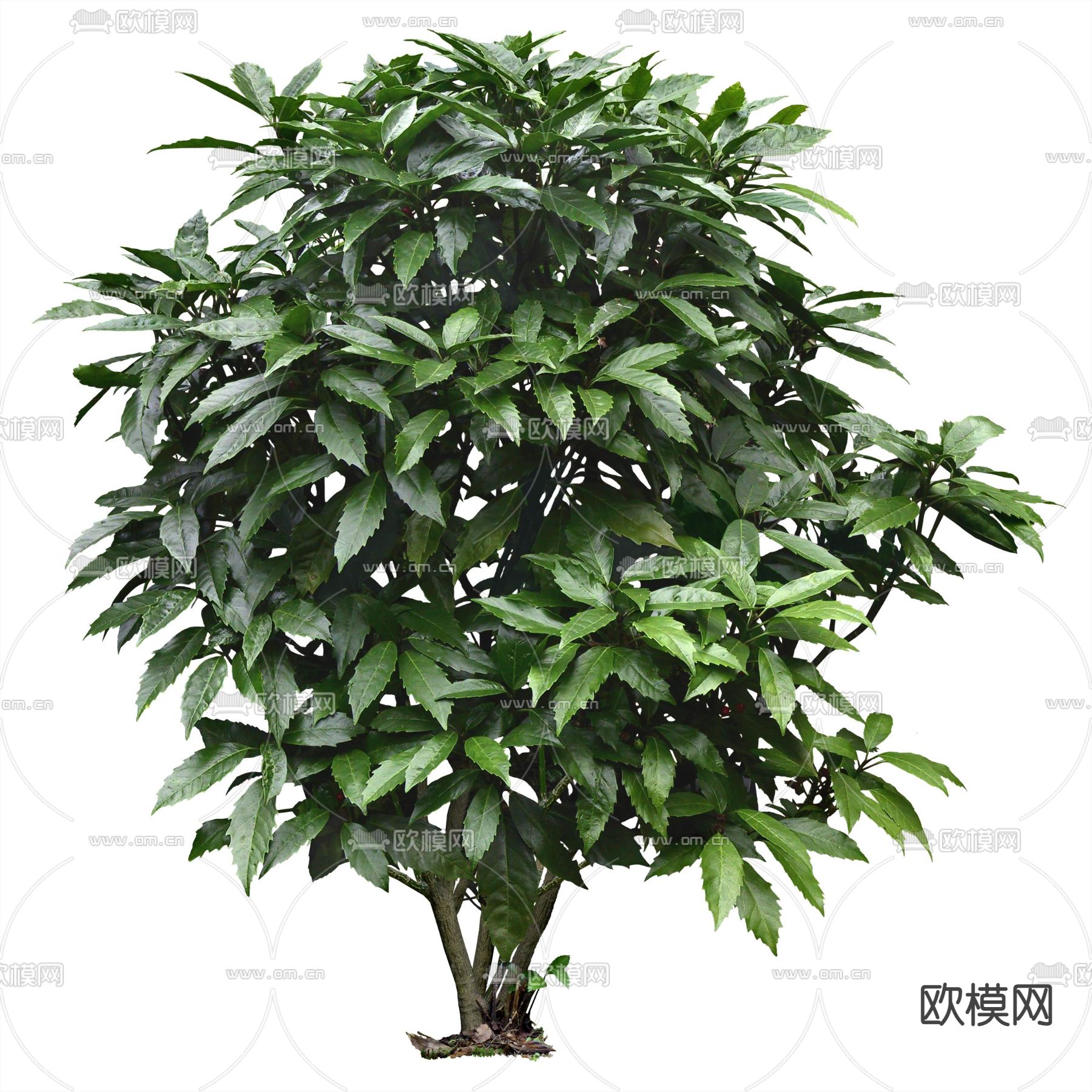 现代绿植灌木psd下载