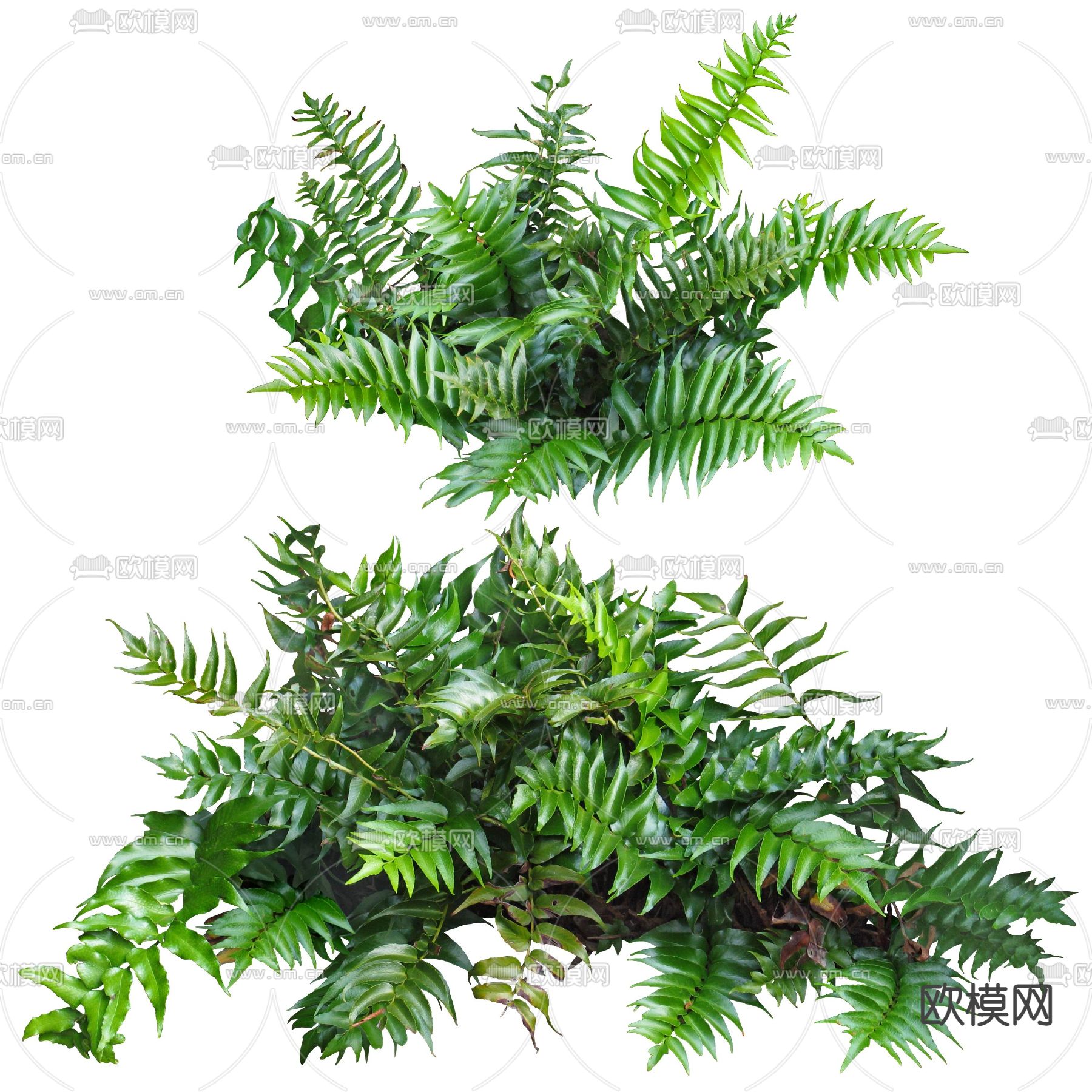 现代灌木绿篱3d模型下载