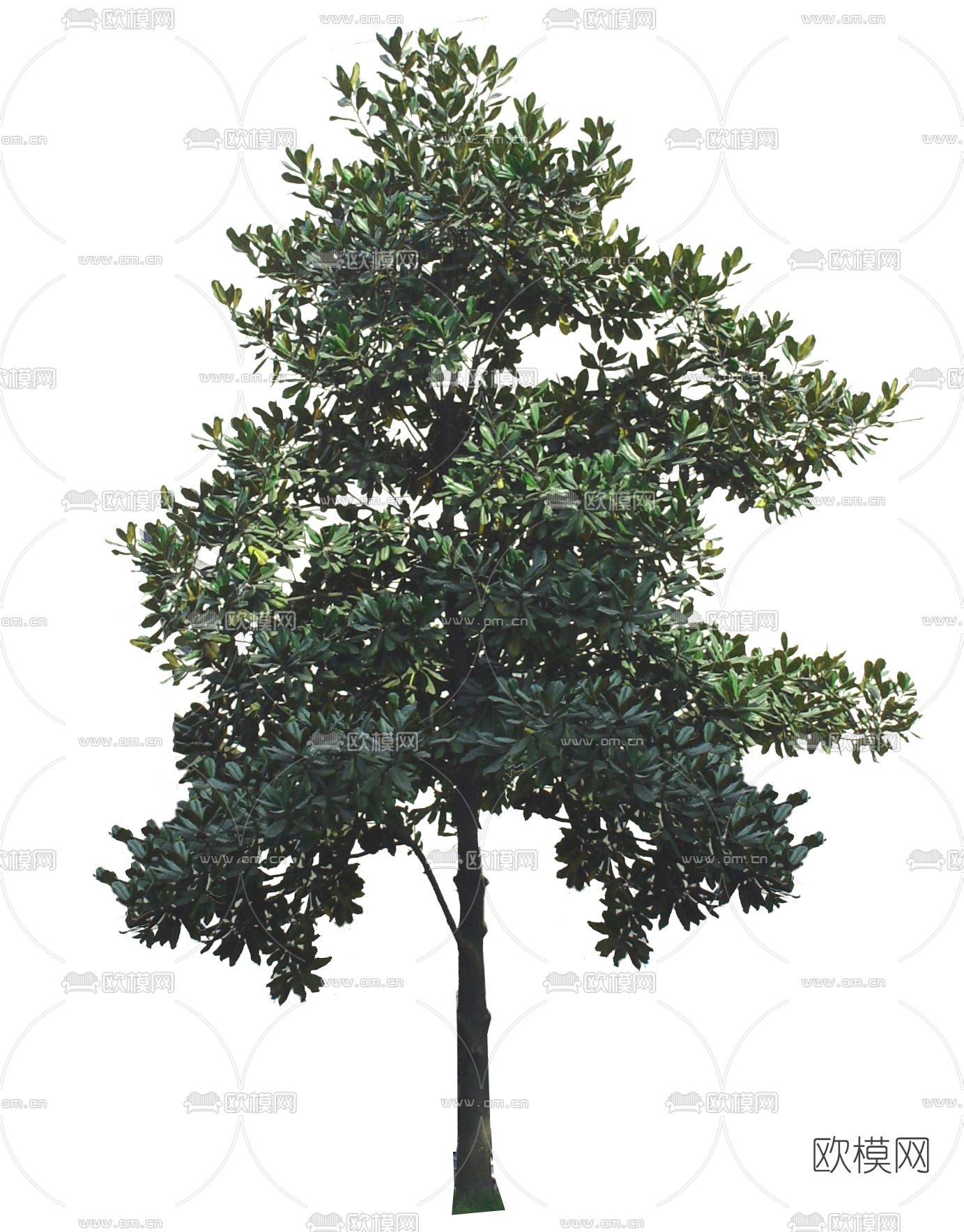 广玉兰树木psd下载