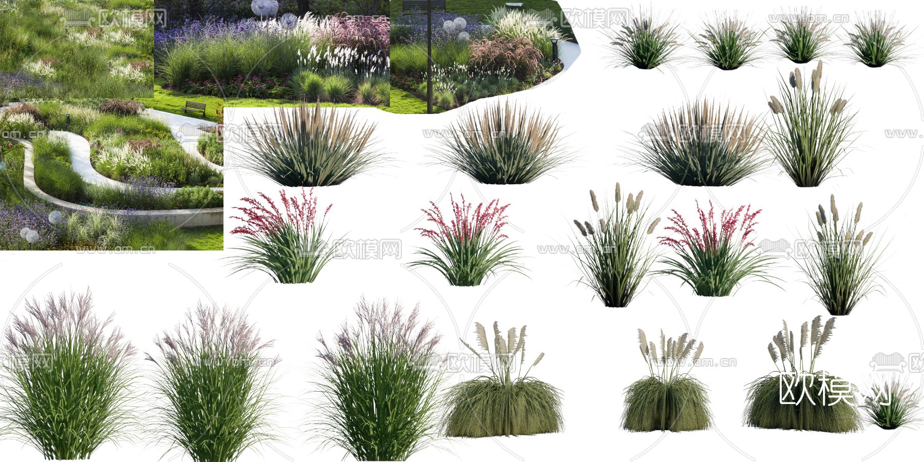观赏草psd下载
