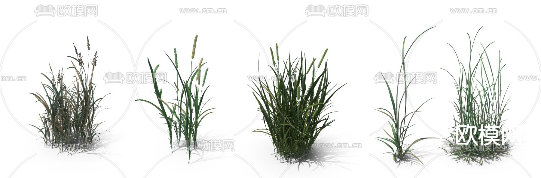 狗尾草 野草 草丛psd下载