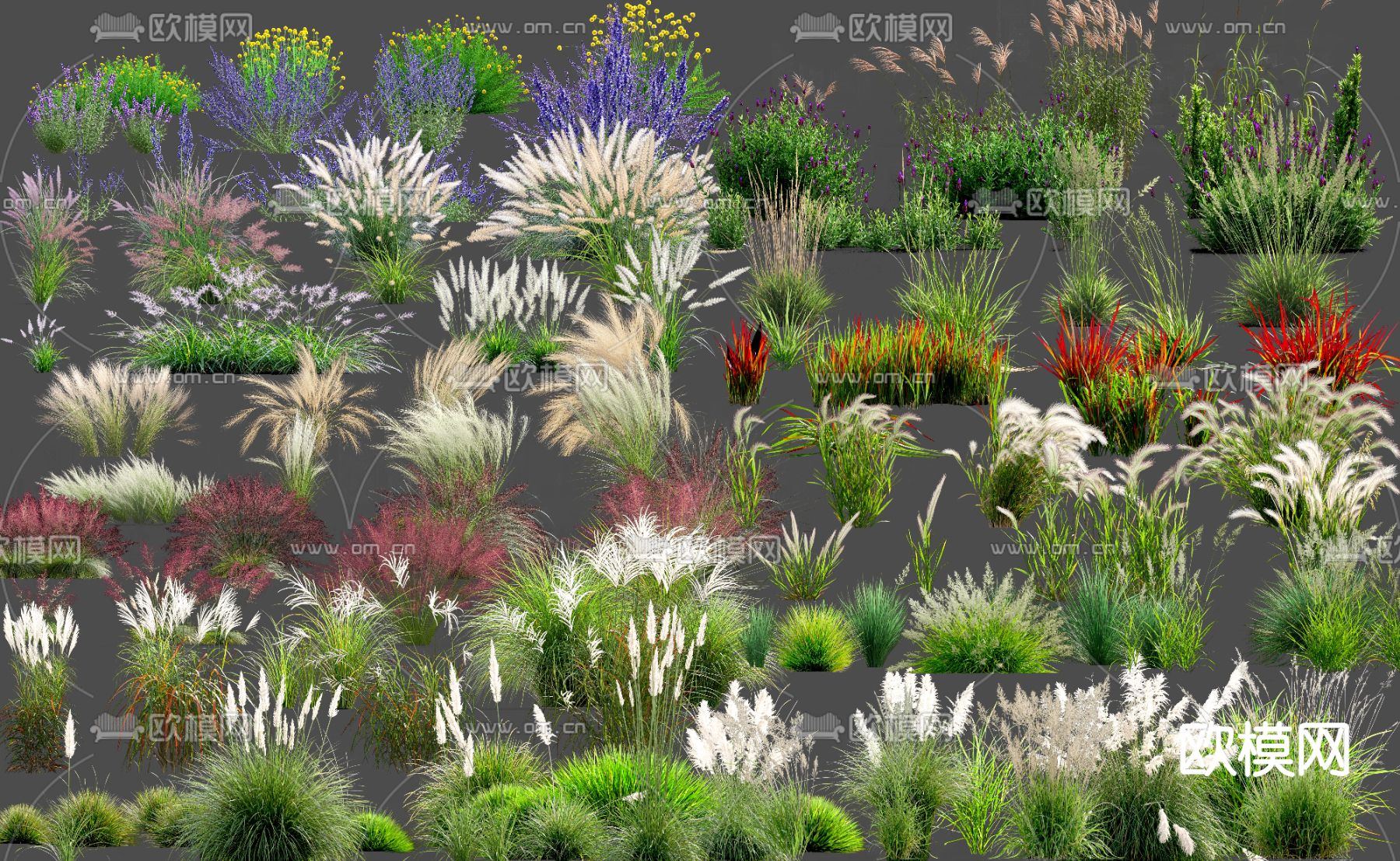 观赏草 花草 草丛堆psd下载