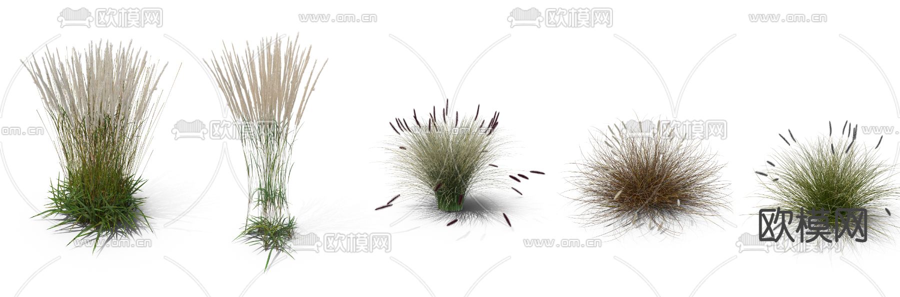 芦苇草 枯草 草丛psd下载