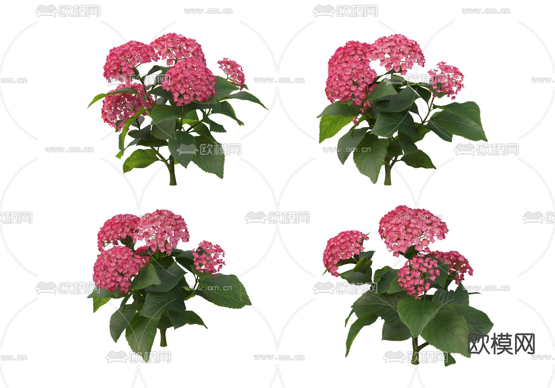 红色绣球花psd下载