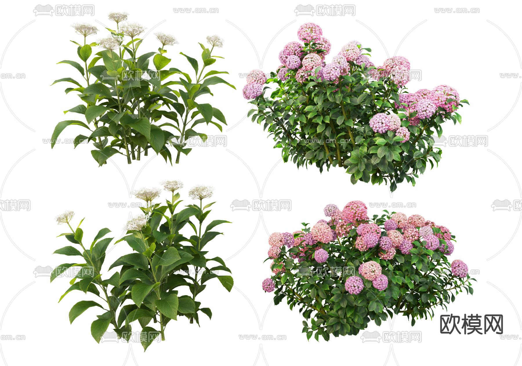 红色粉色绣球花psd下载