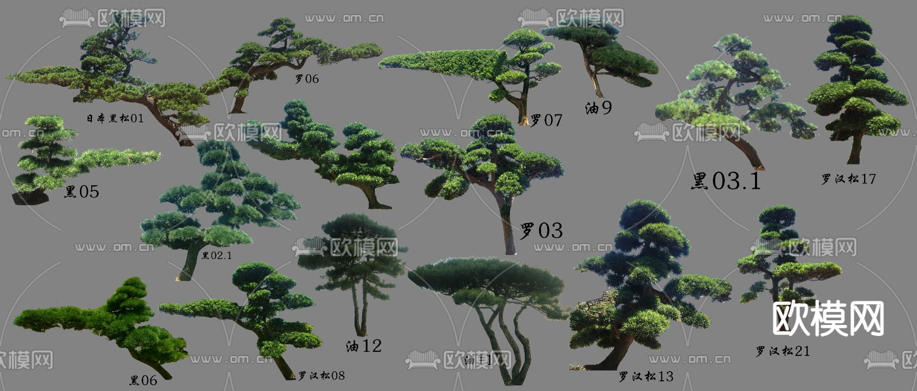 松树 罗汉松psd下载