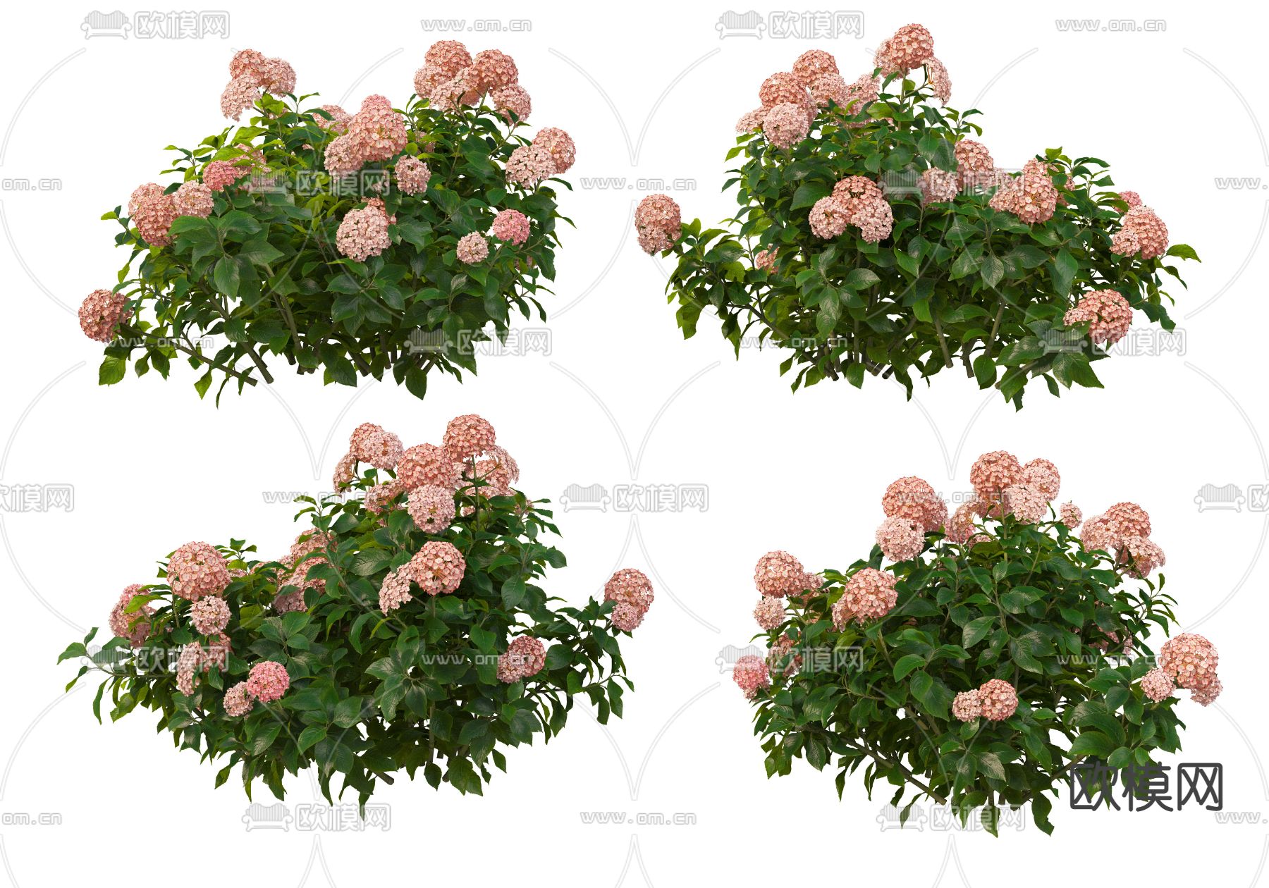 浅粉色绣球花psd下载