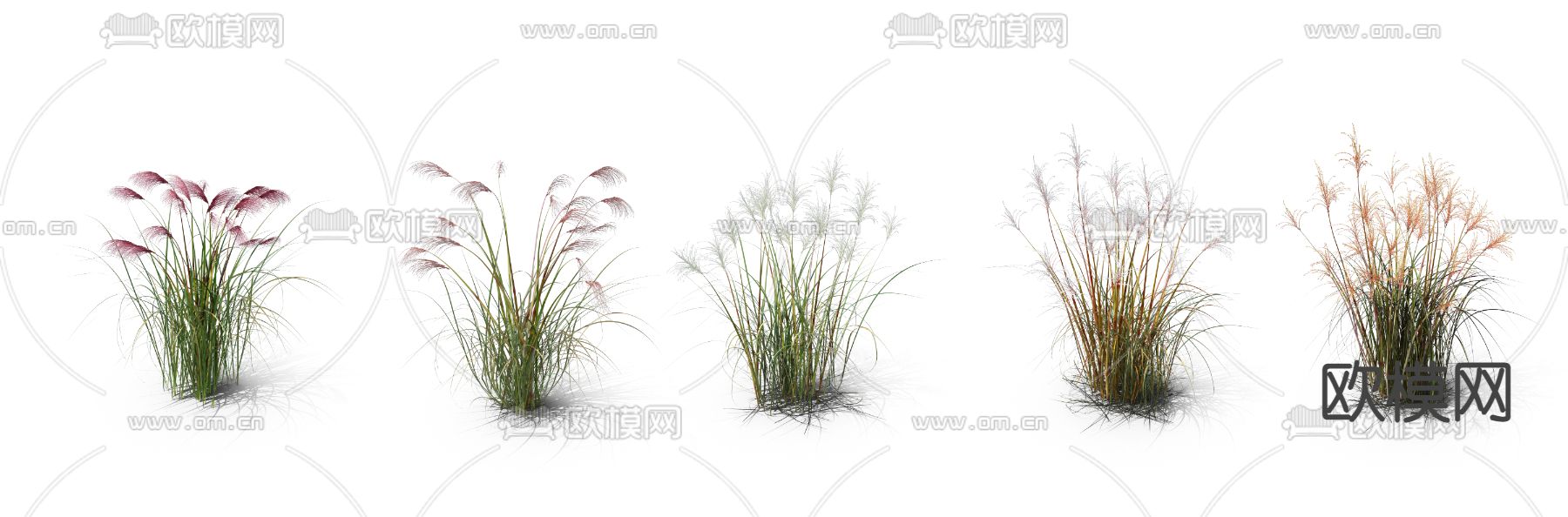 芦苇草 枯草 草丛psd下载