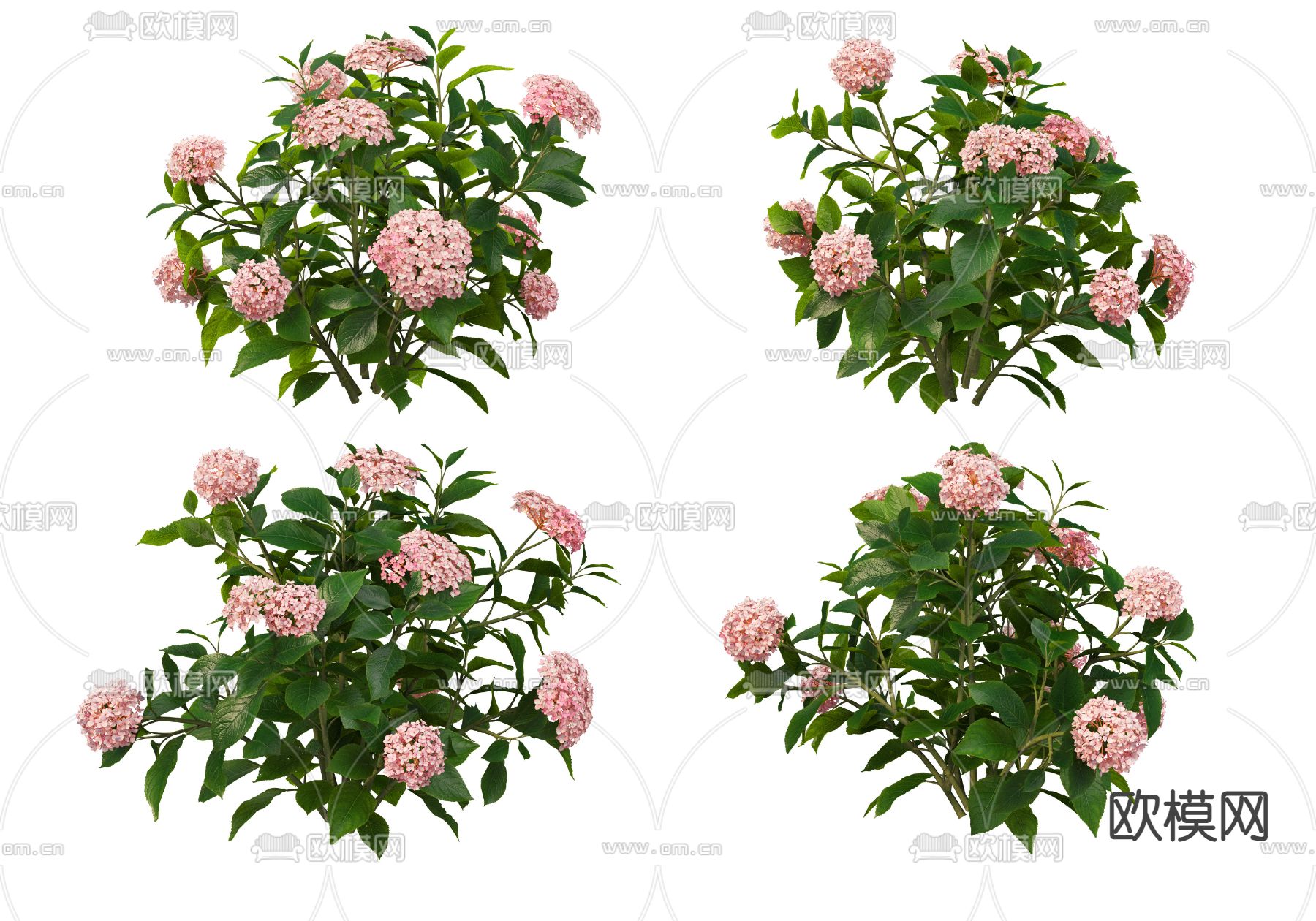 浅粉色绣球花psd下载