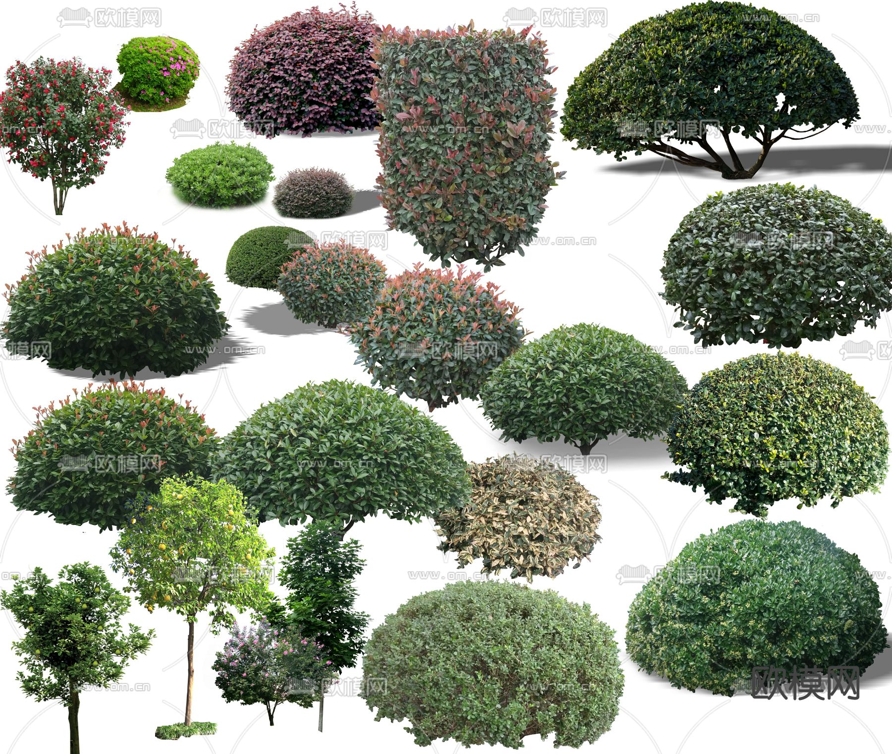 灌木球 树木psd下载