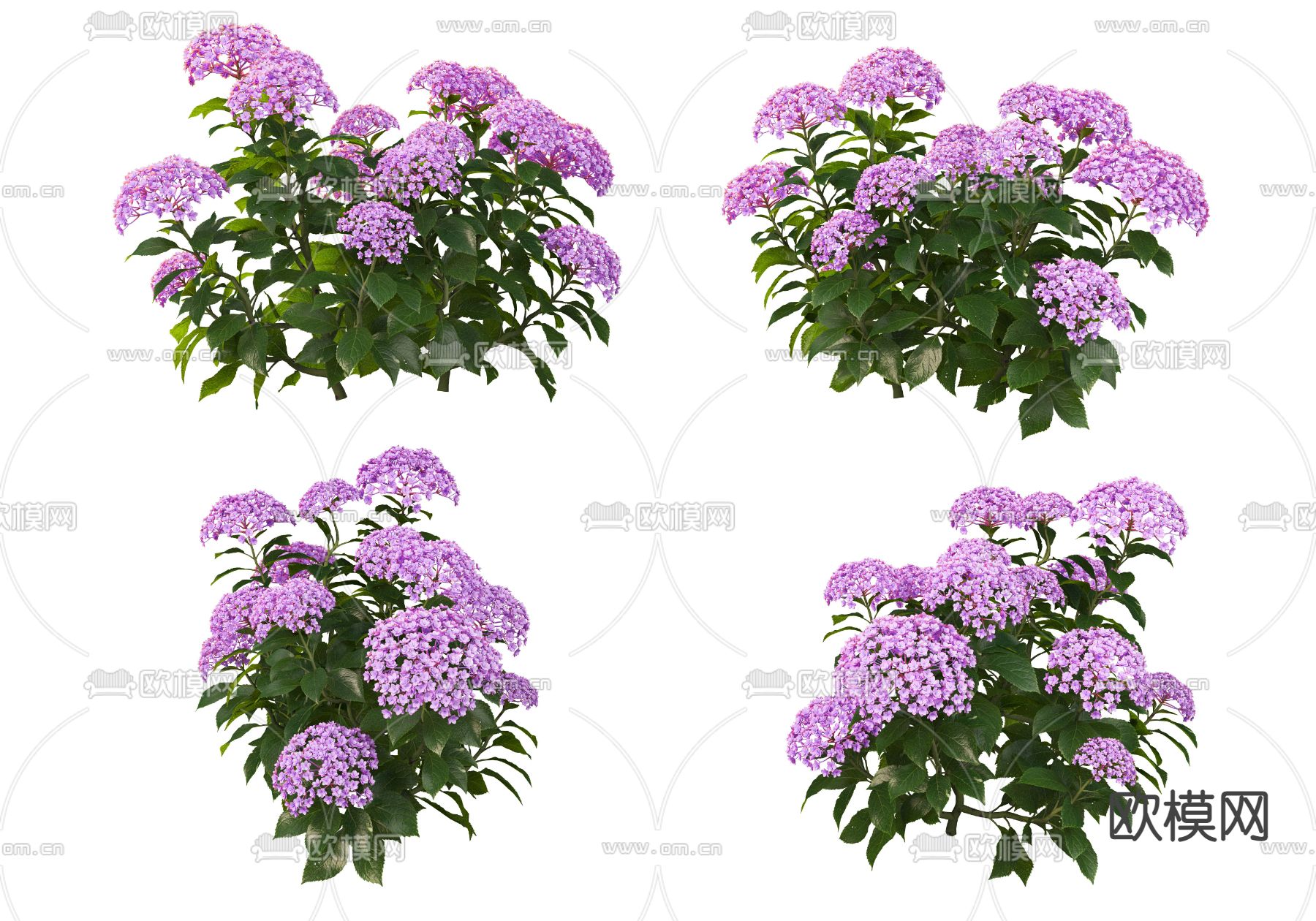 粉紫色绣球花psd下载