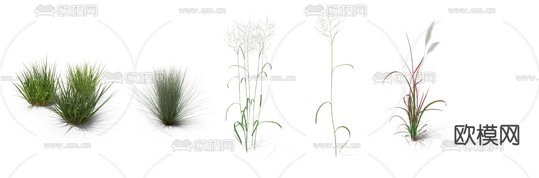 芦苇草 枯草 草丛psd下载
