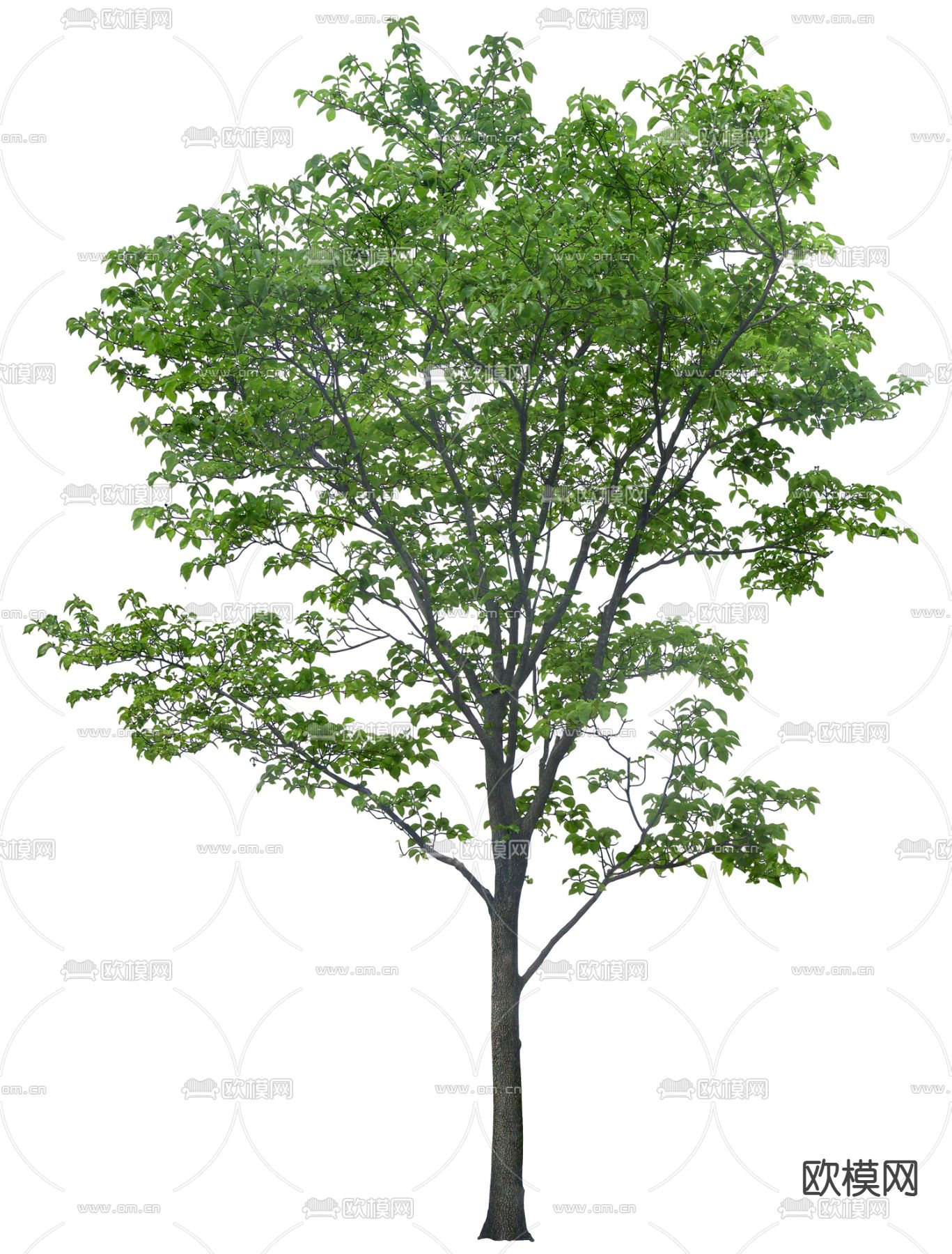 榉树 树木 行道树psd下载_ID12128206_3dmax免费模型-欧模网