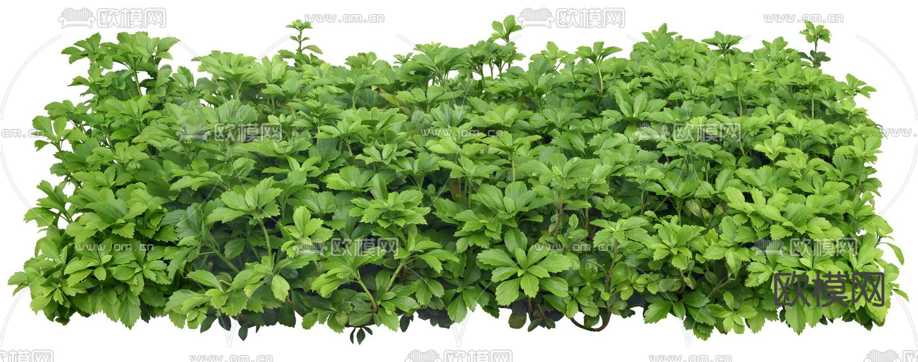 富贵草灌木植物下载