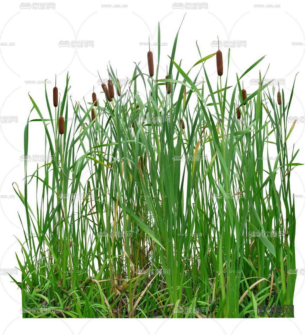 香蒲绿植植物psd下载