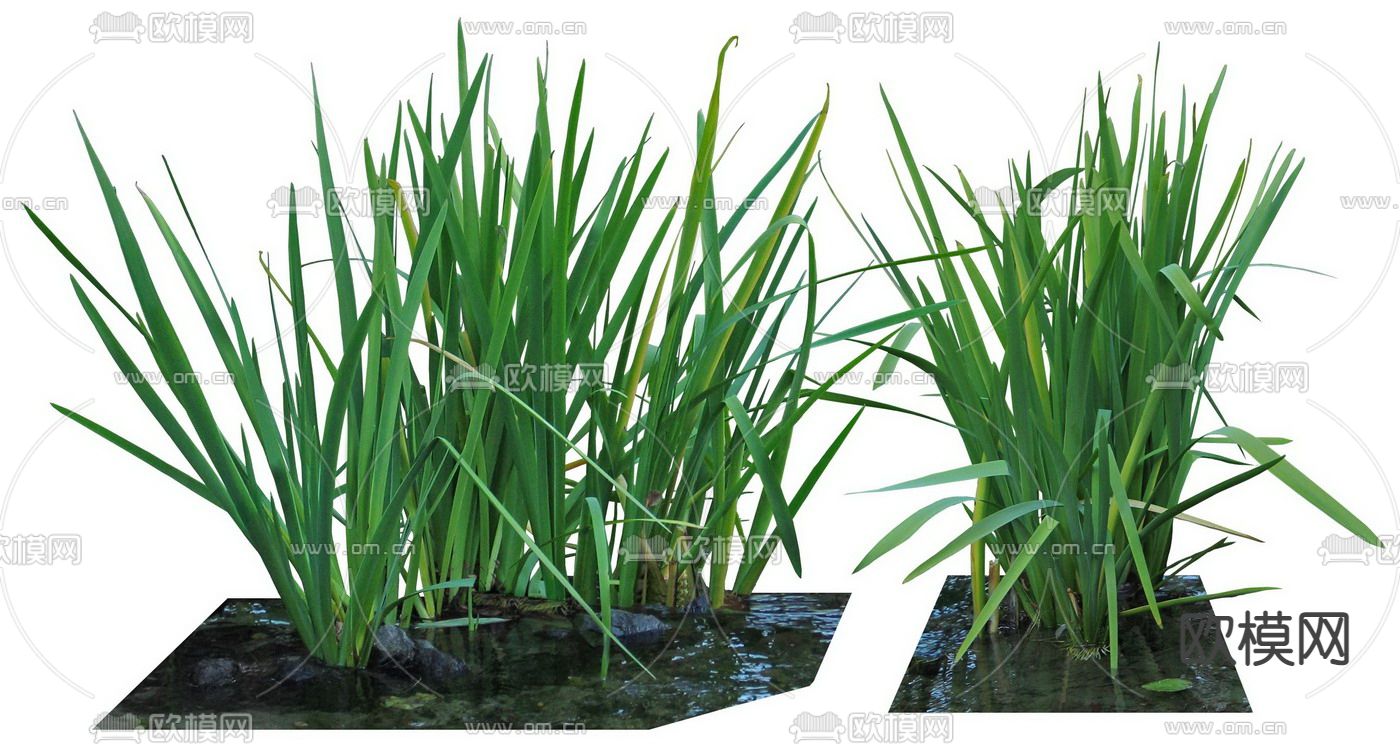 燕子花灌木植物psd下载