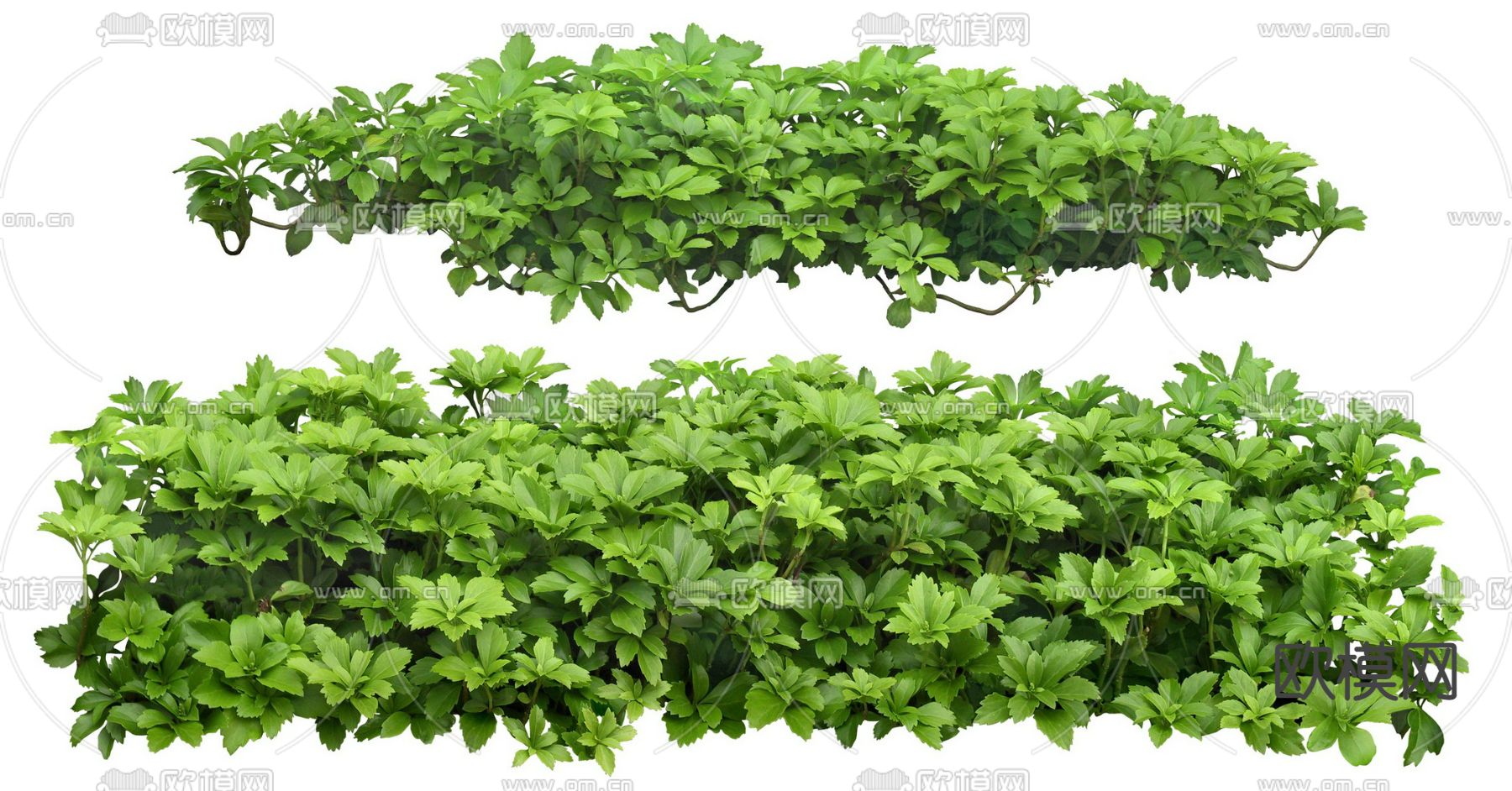 富贵草灌木植物psd下载