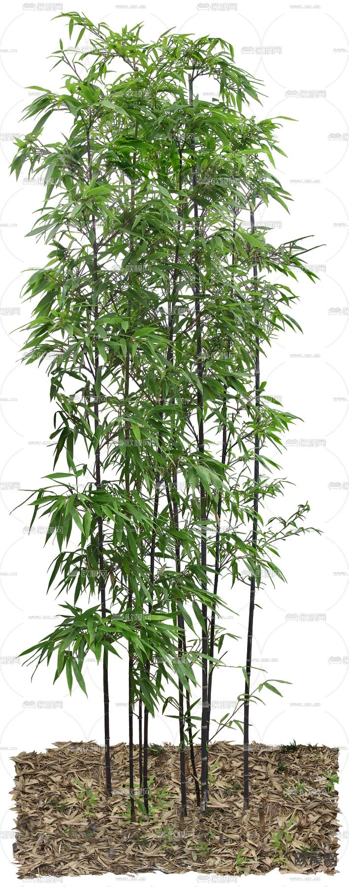 植物景观树psd下载