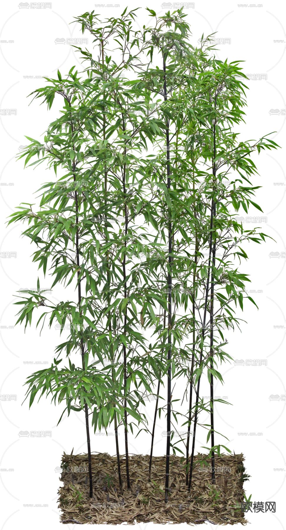 植物景观树psd下载