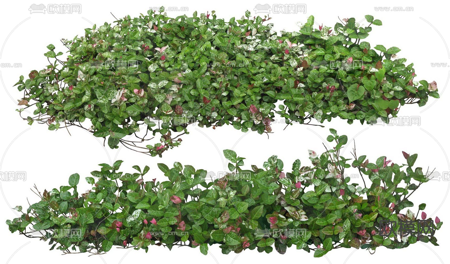 花叶络石绿植植物psd下载