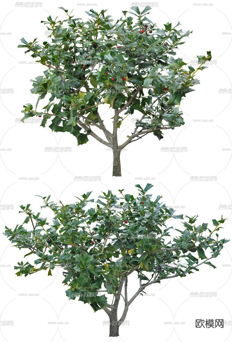 柊树景观树psd下载