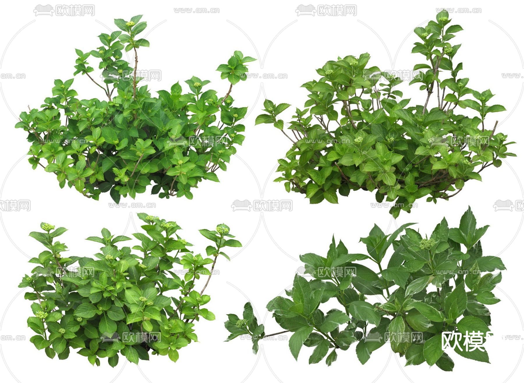 紫阳花灌木绿植psd下载