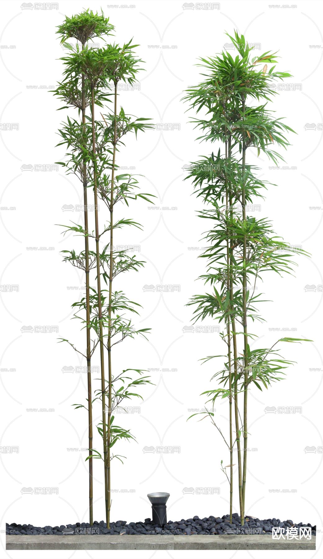 植物景观树psd下载