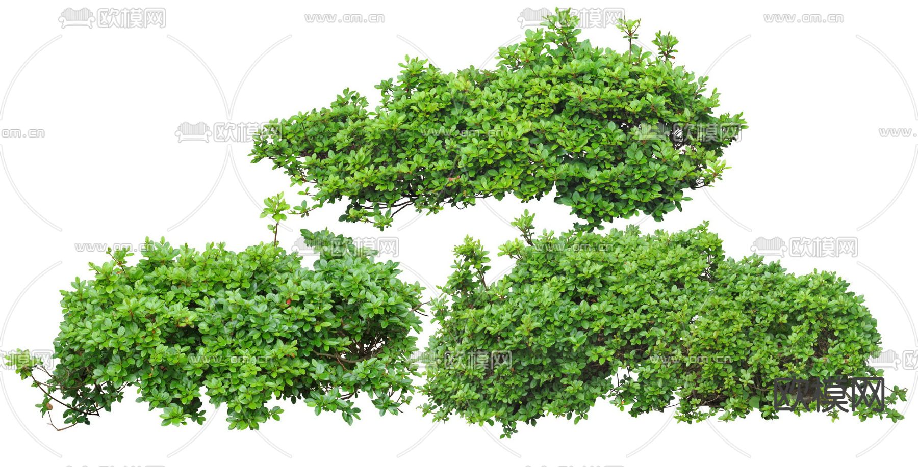 杜鹃花灌木植物psd下载