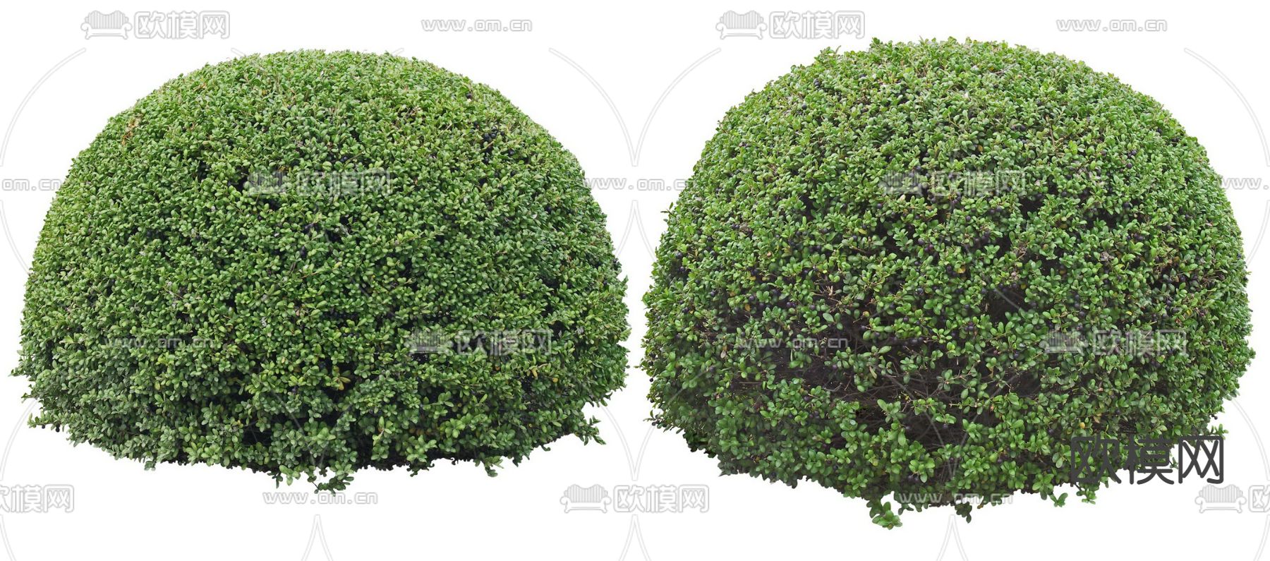 黄杨灌木绿植psd下载