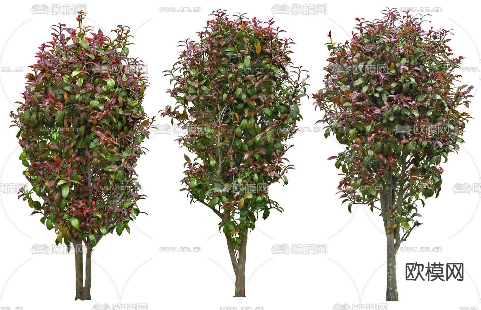 山茶花景观树psd下载_ID12128228_3dmax免费模型-欧模网