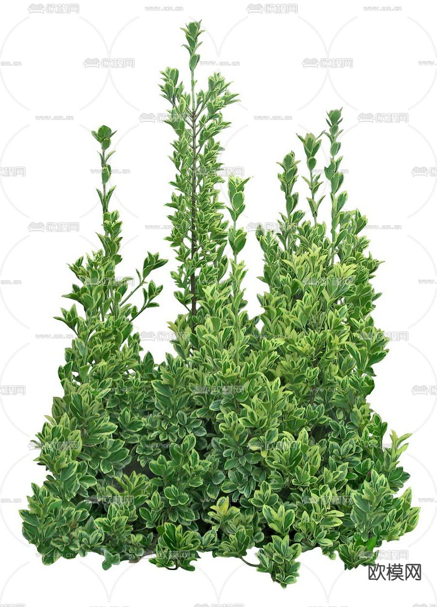 北海道黄杨灌木绿植psd下载