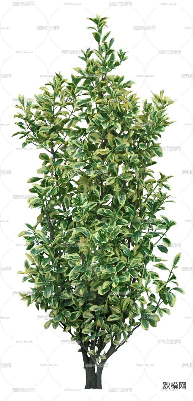 北海道黄杨灌木绿植psd下载