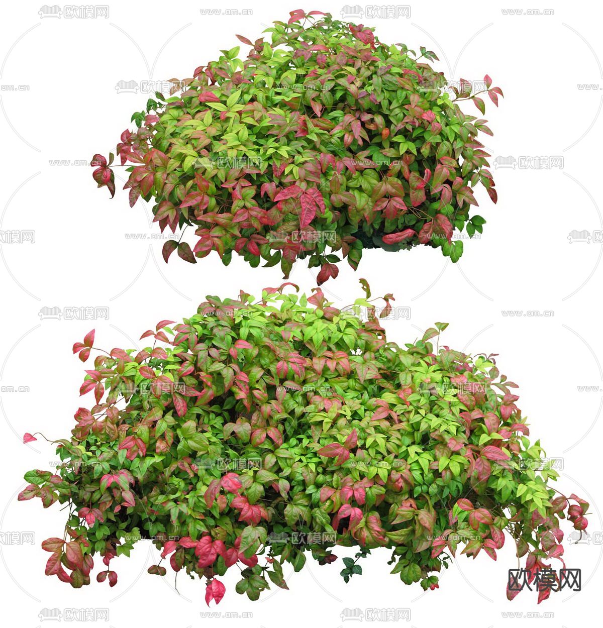 南天竺灌木植物psd下载