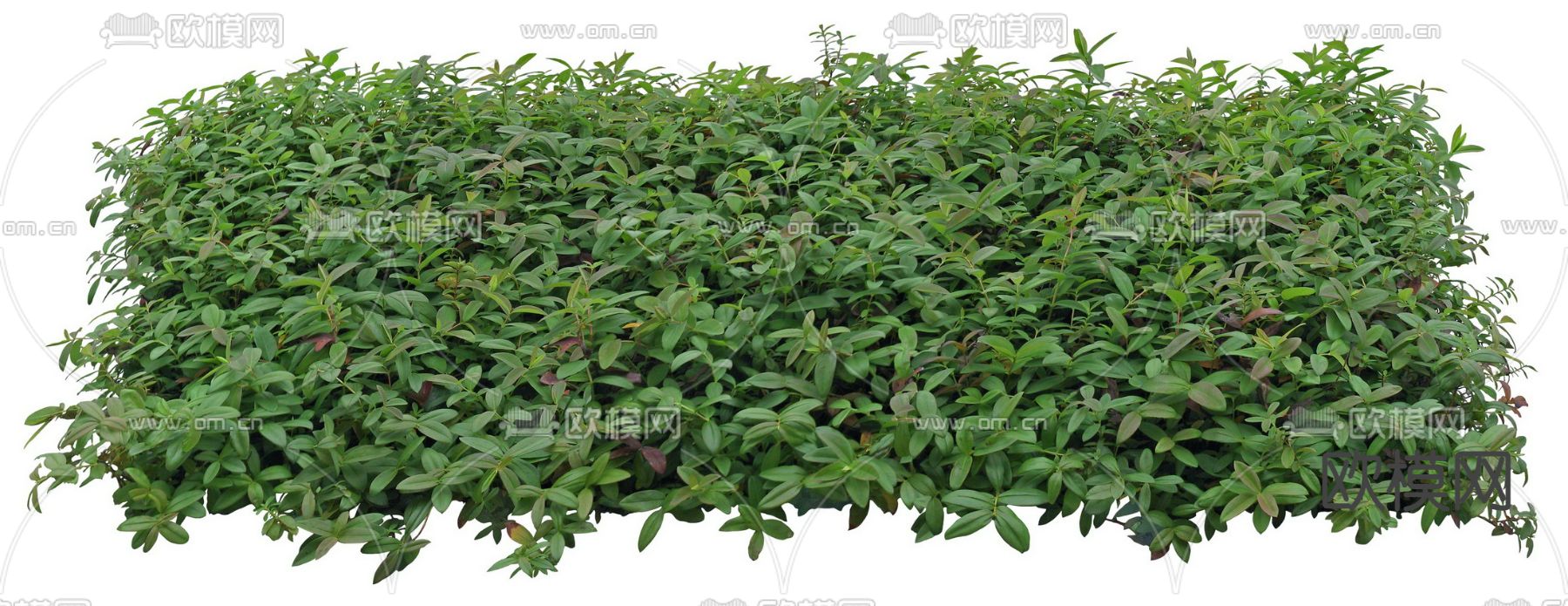 灌木绿植植物psd下载