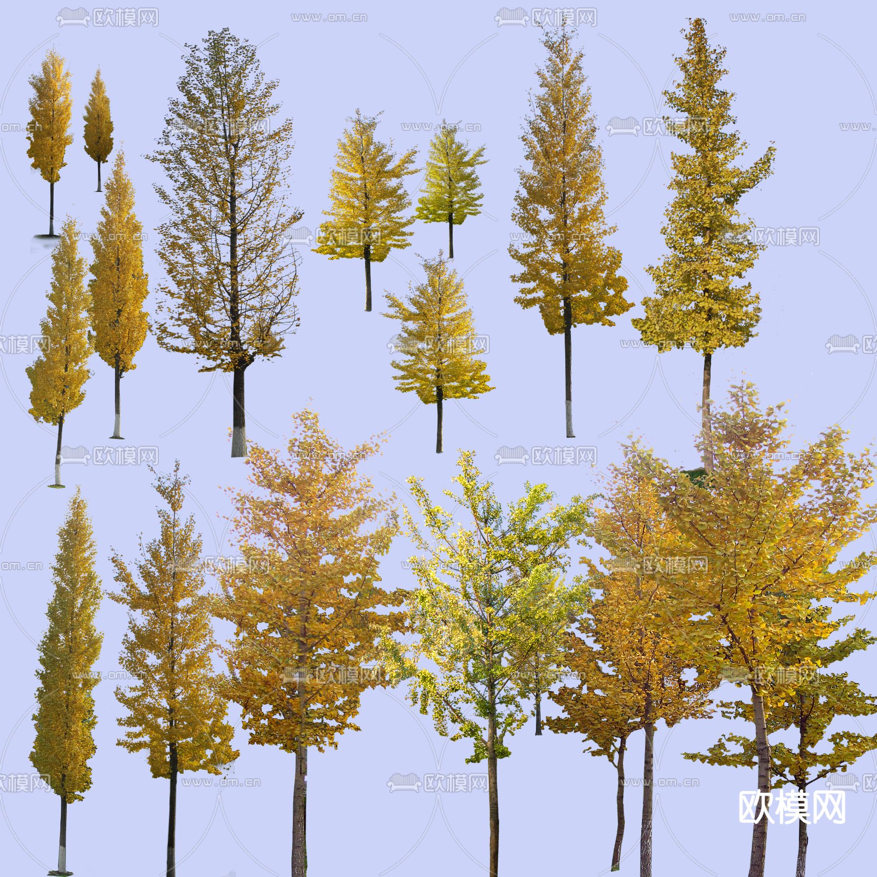 现代银杏树景观树psd下载