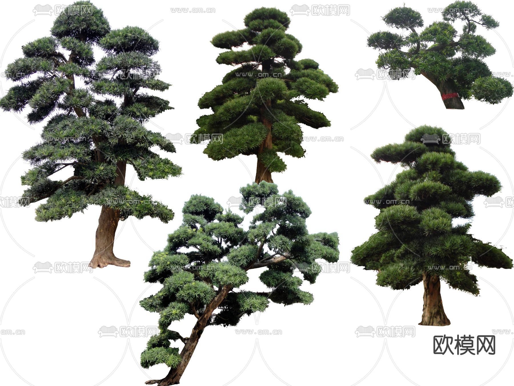 现代松树景观树大树psd下载_ID12131719_3dmax免费模型-欧模网