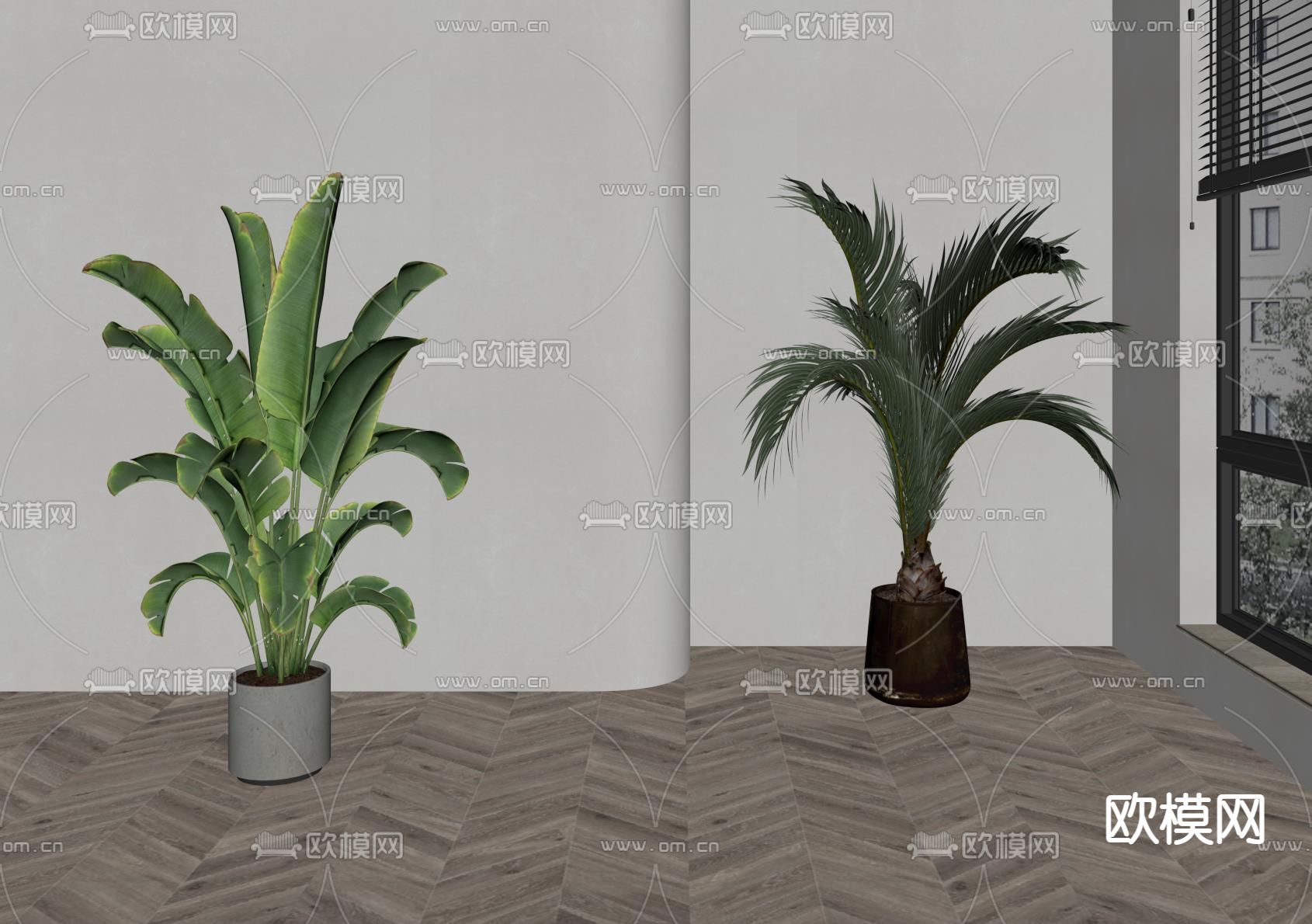 旅人蕉 散尾葵su模型下载（渲染图2）