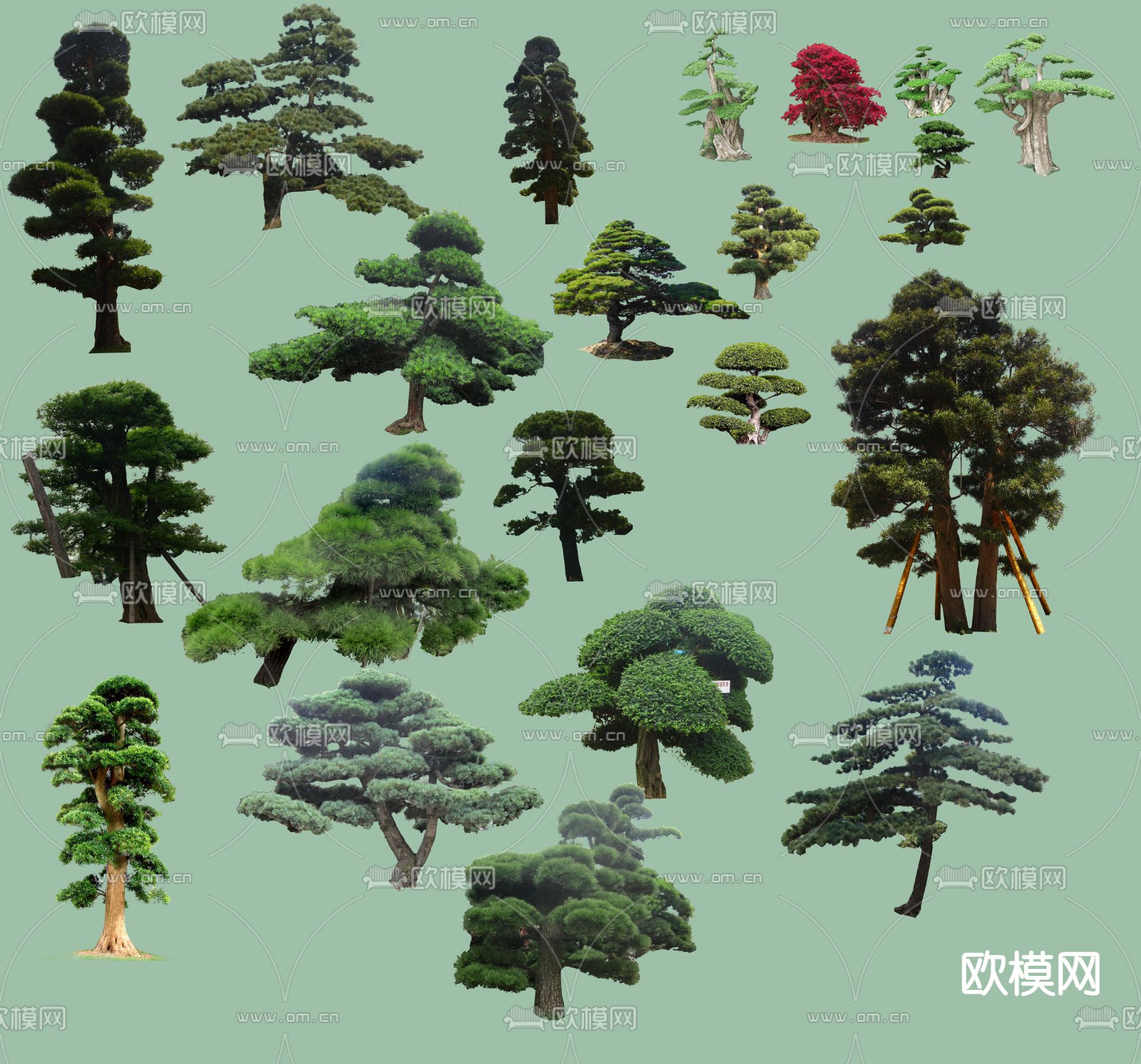 现代松树景观树大树psd下载