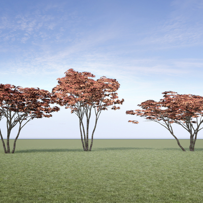  红枫 鸡爪槭 树木su模型 