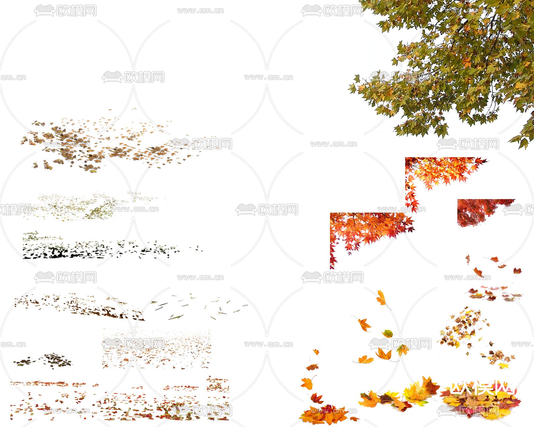 现代枫叶树叶psd下载