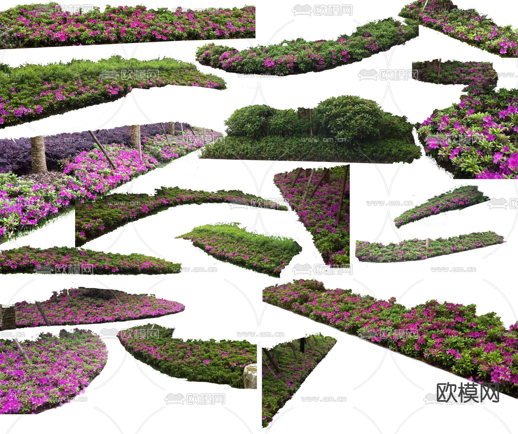 现代杜鹃灌木绿植psd下载