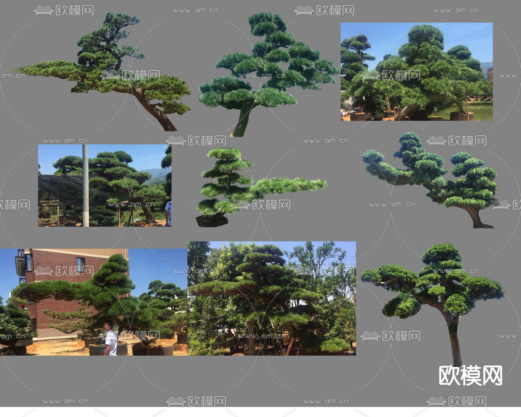 现代植物松景观树大树psd下载