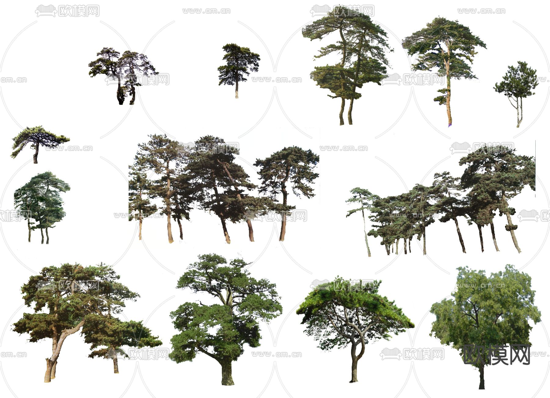 现代松树景观树psd下载