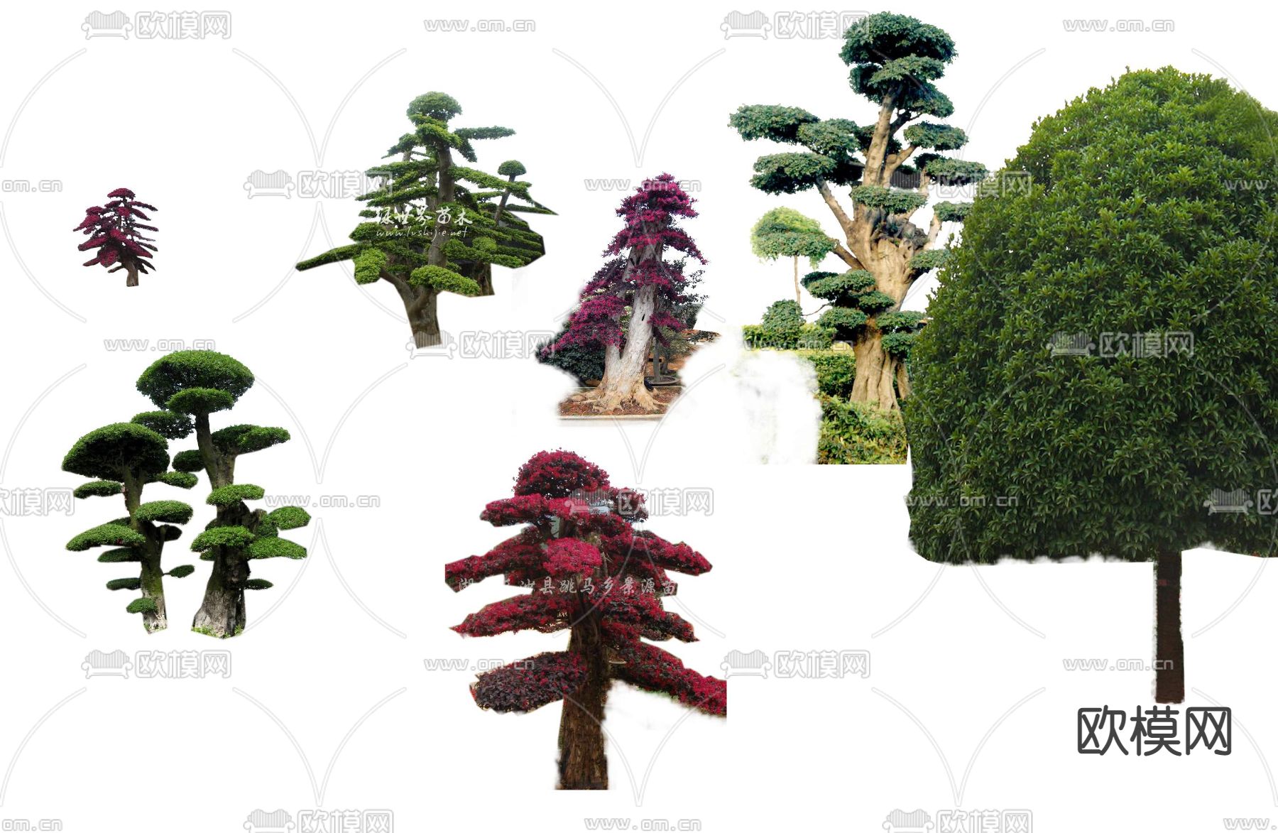 现代景观树大树psd下载