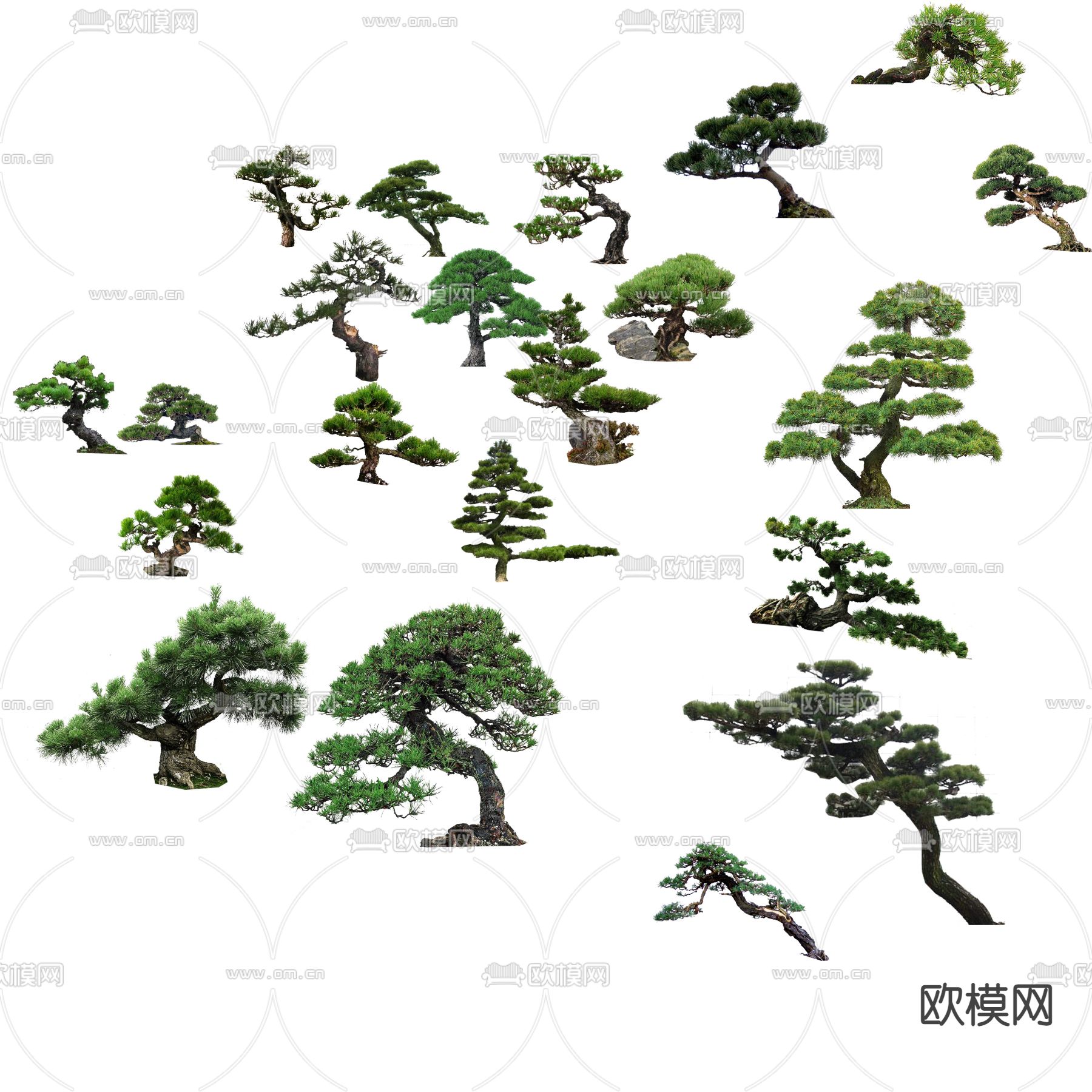 现代植物松景观树大树psd下载