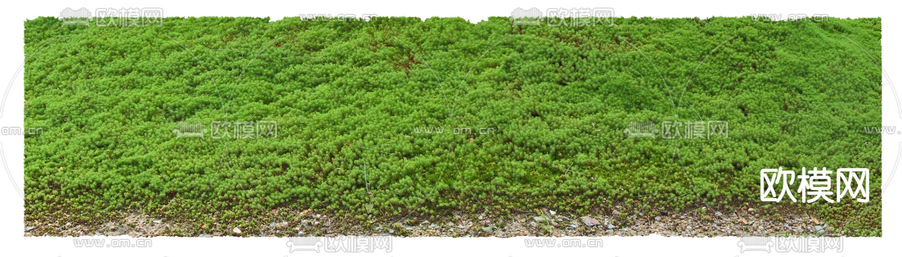 现代佛甲草绿植植物psd下载