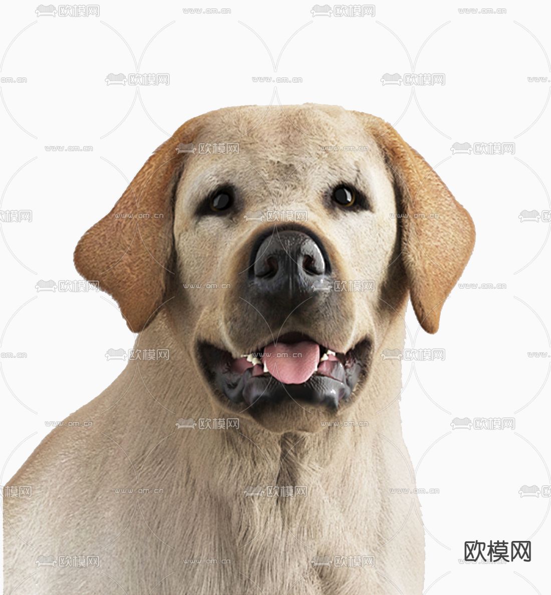 现代拉布拉多动物狗3d模型下载（渲染图2）