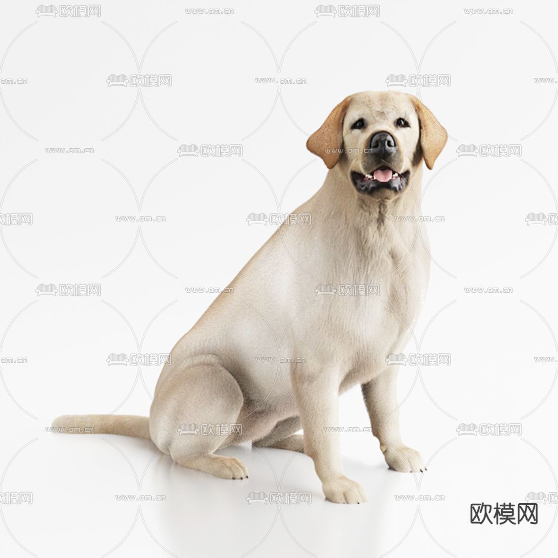 现代拉布拉多动物狗3d模型下载（渲染图1）