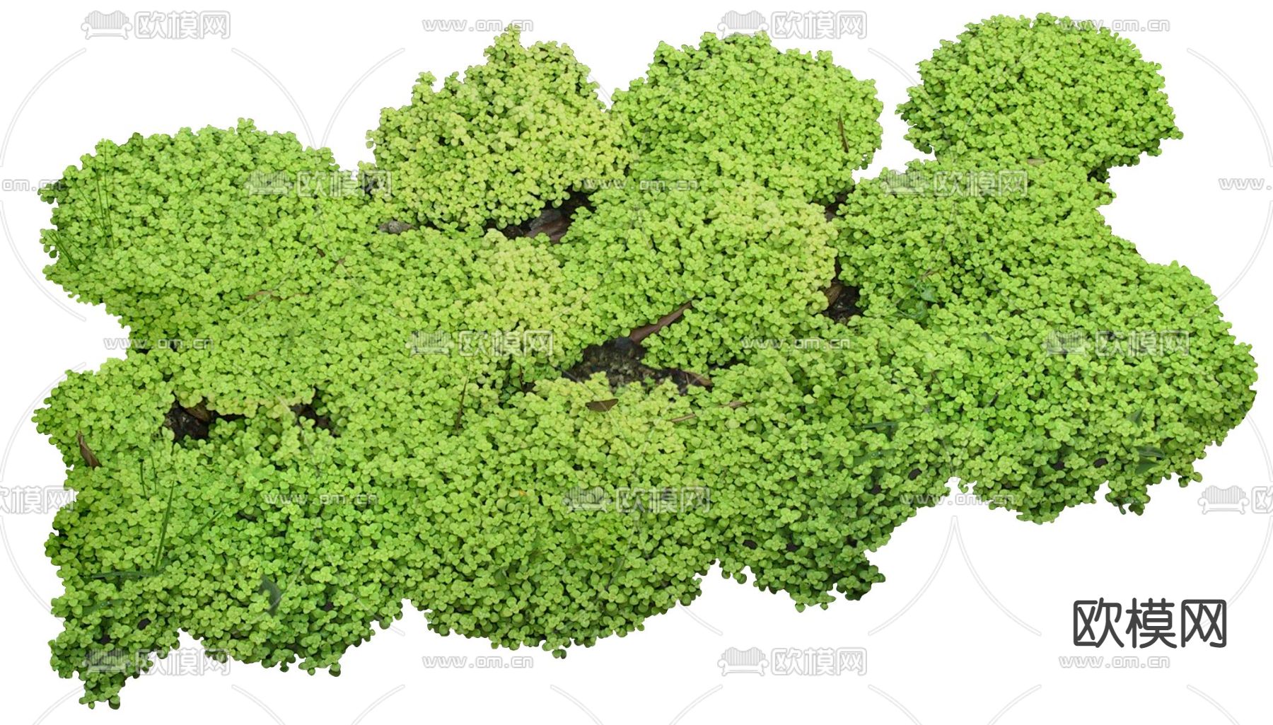 现代佛甲草绿植植物psd下载