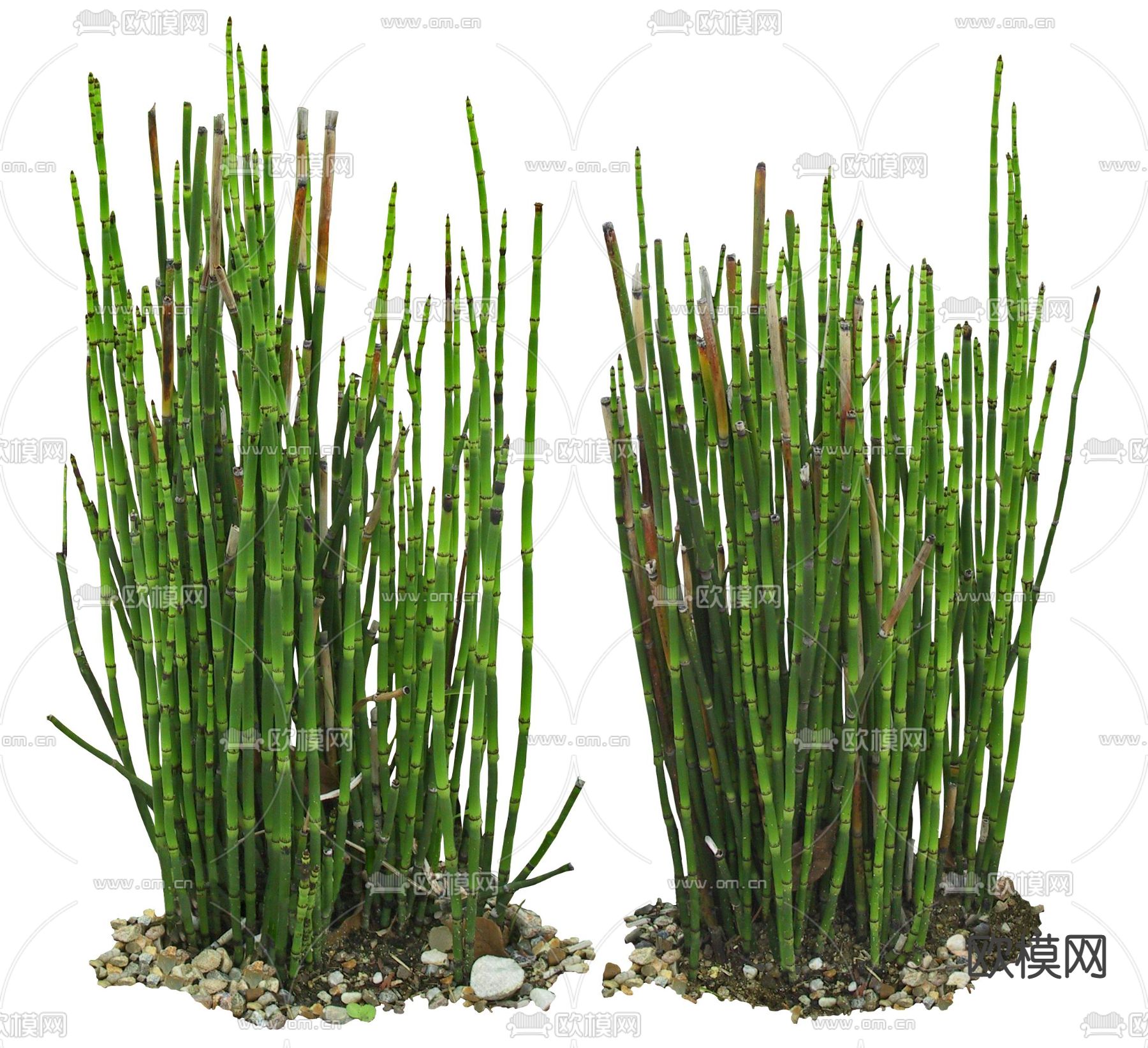 现代竹子绿植植物psd下载